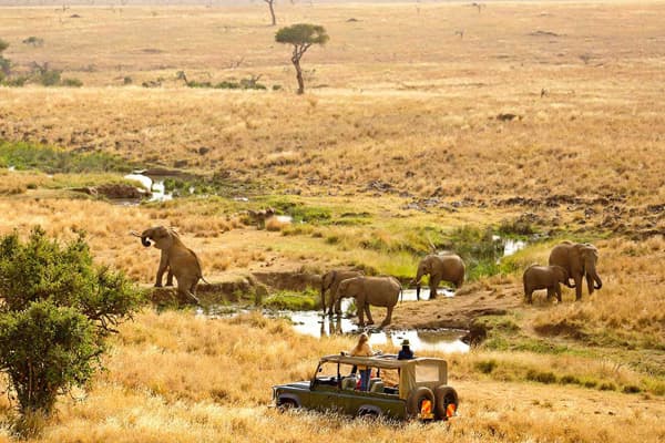 Tourists on safari encounter an elephant herd 