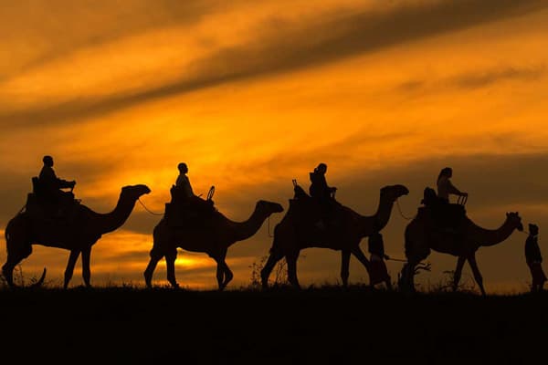 Tourists riding camels