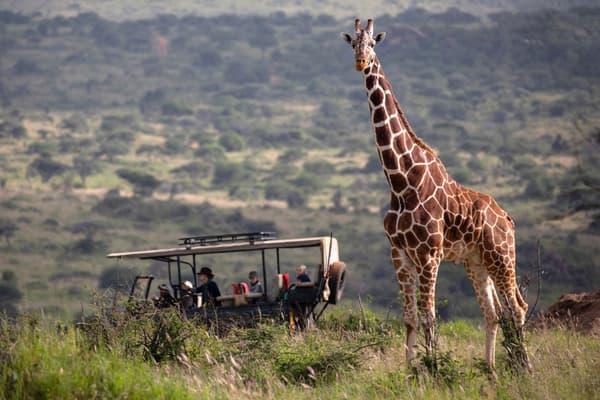 Tourists encounter a giraffe while on safari