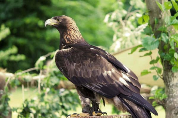 Falconry of Kenya