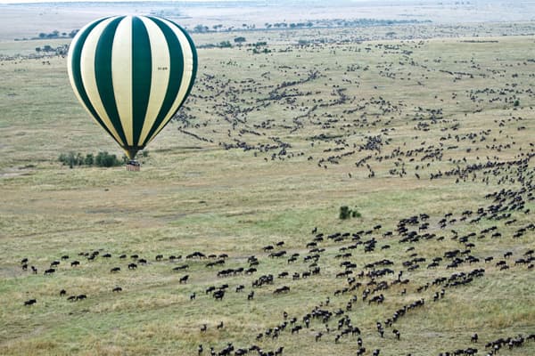 Hot Air Balloon drifting above a heard of Wildebeest