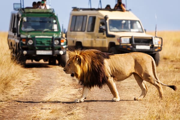 Tourists in safari landcruisers encounter a lion while on safari