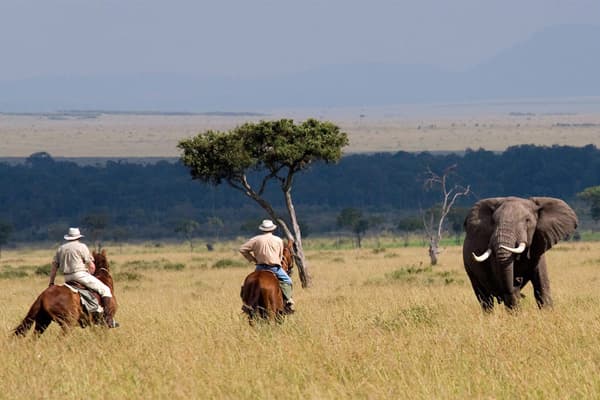 Men encounter an elephant bull on a Horseback Safari