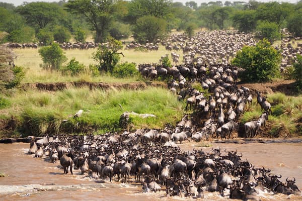 Wildebeest crossing the Mara River