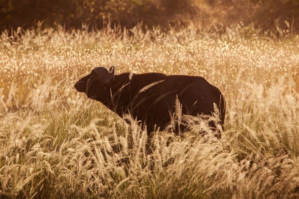 Buffalo in the wild