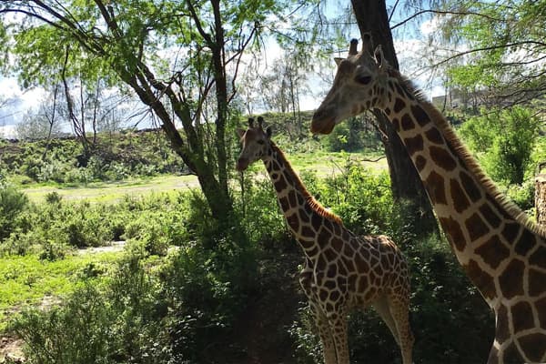 Pair of Giraffe