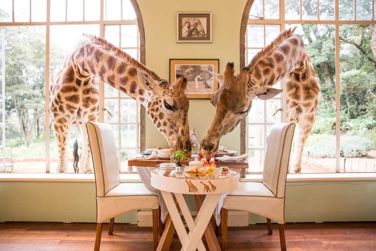 Giraffe Manor, Nairobi