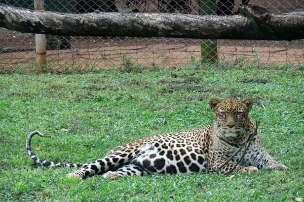 Leorpard at the Nairobi Animal Orphanage