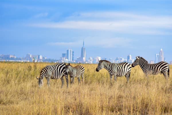 Zebra at Nairobi National Park, with the city's skyline in the distant background