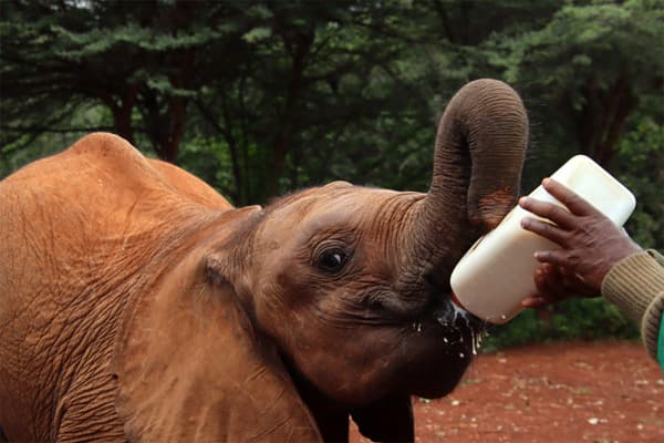 Young elephant being fed, at the David Sheldrick Wildlife Trust, Nairobi