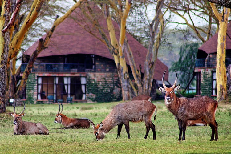 Lake Naivasha Sopa Resort