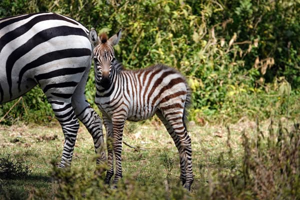 Zebra foal, with its mother, at Crater Lake Game Sanctuary