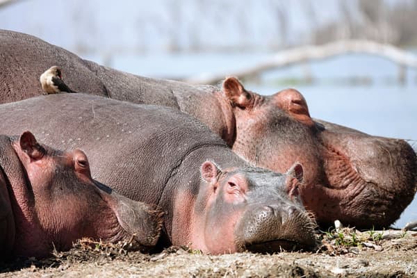 Hippos at Crescent Island Game Park