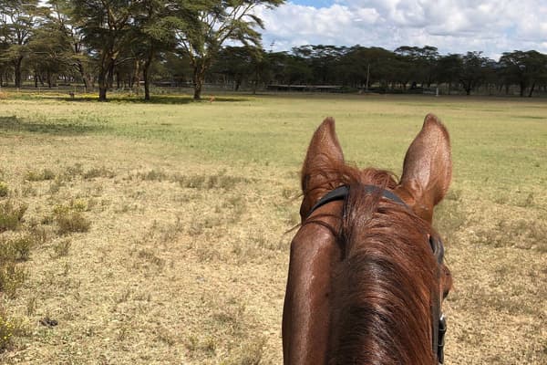 Horse Riding