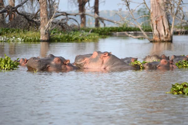 Hippos in Lake Naivasha