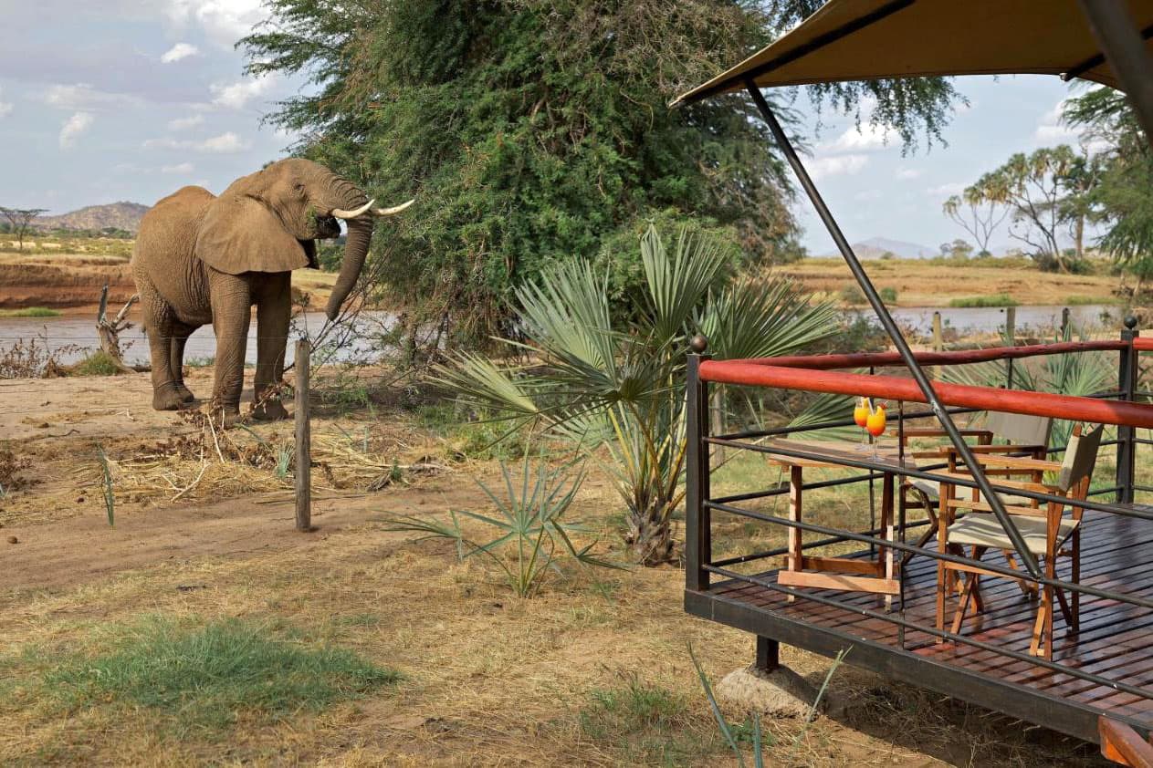 Elephant by the lounge area at Ashnil Samburu Camp, Samburu National Reserve