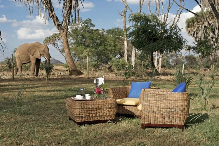 Elephant by the lounge area at Ashnil Samburu Camp, Samburu National Reserve