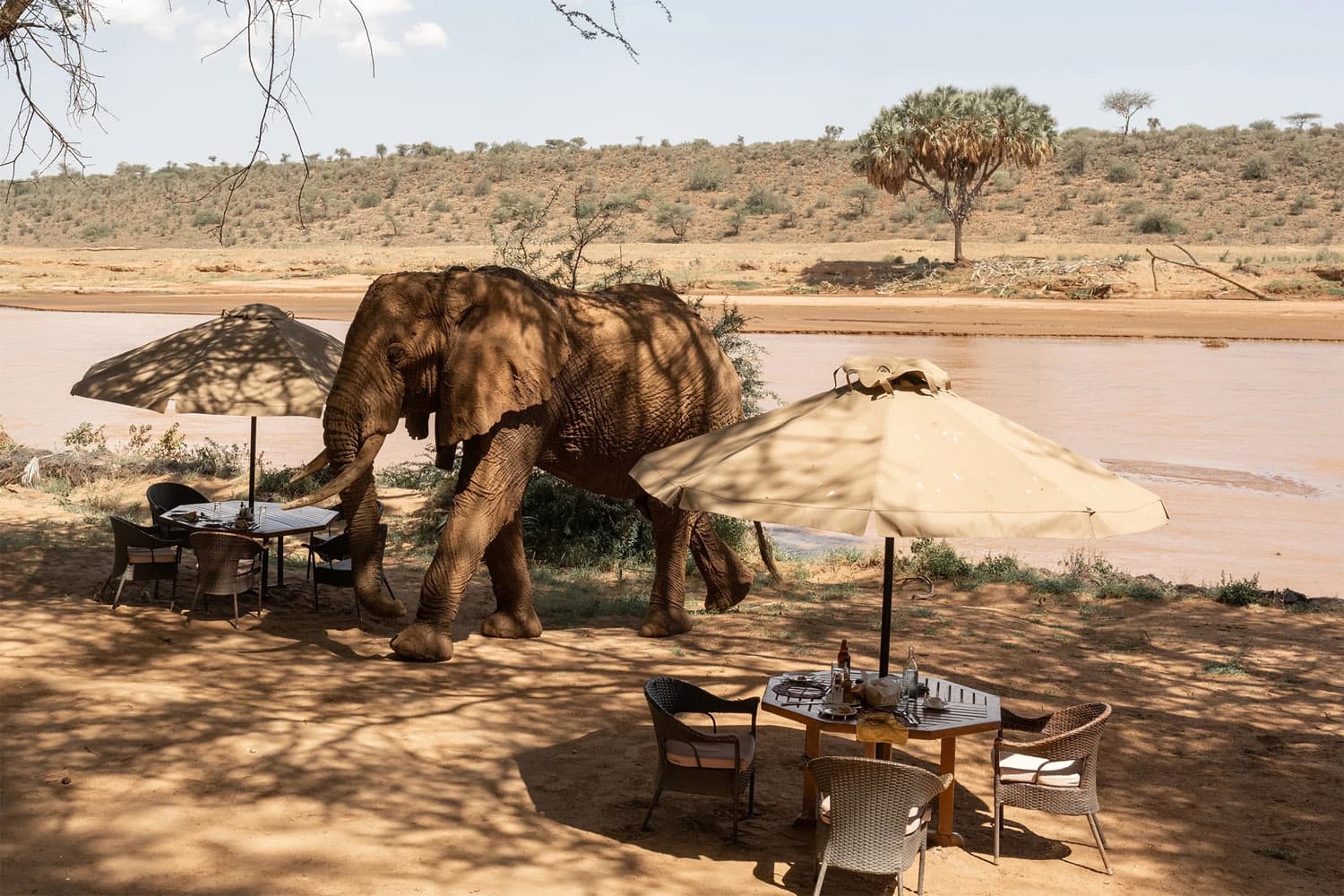 Elephant walking by the lounge area at Elephant Bedroom Camp, Samburu National Reserve