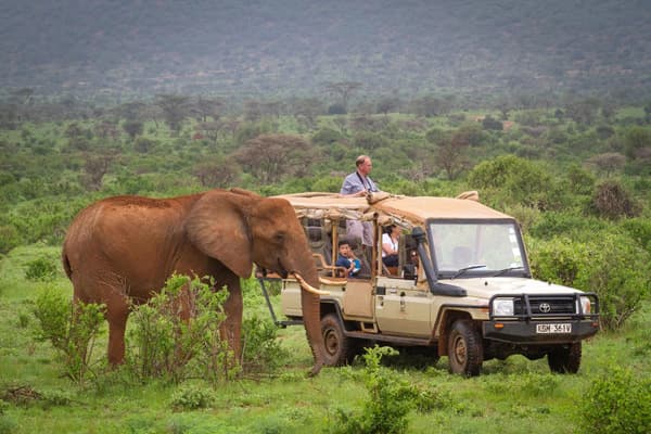 Tourists in a safari landcruiser encounter an elephant while on safari