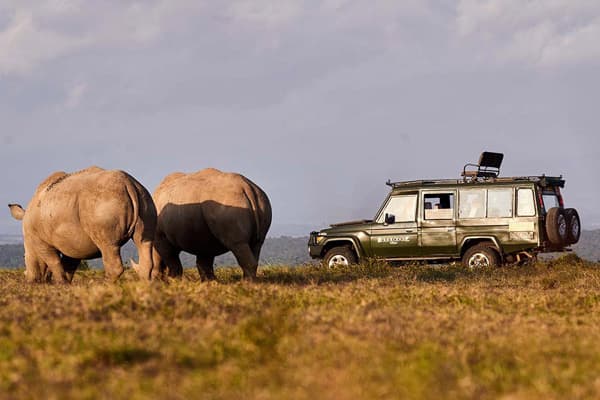 Tourists view a pair on rhino while on safari