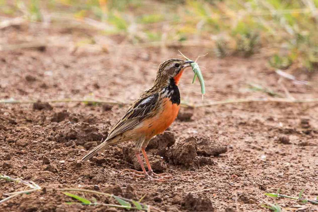 Bird caches an insect