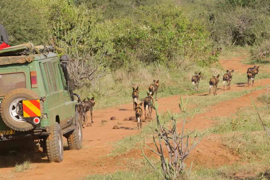 Tourists encounter a pack of African Wild Dogs while on safari