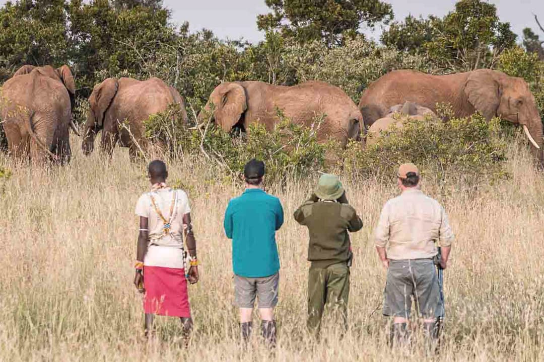 Tourists encounter a herd on elephant while on a Guided Walking Safari