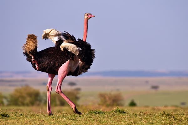 Male ostrich at Tsavo