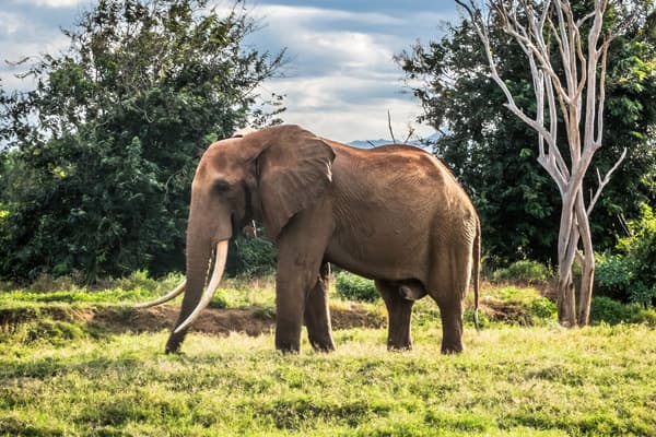 Elephant at Tsavo