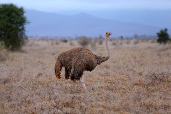 Female ostrich at Tsavo West National Park