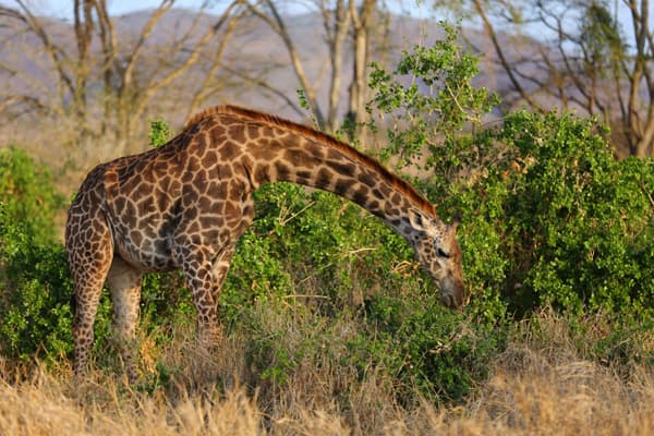 Giraffe at Tsavo West National Park