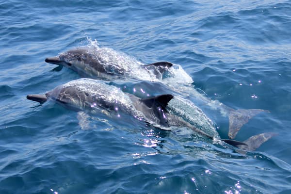 Pair of Dolphins in Watamu