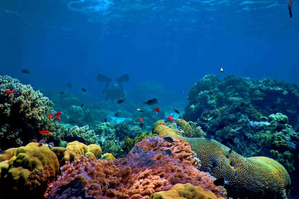 Man snorkelling in the coral