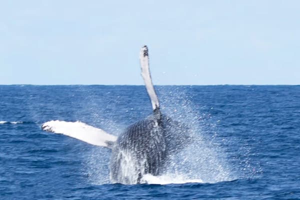 Whale in the ocean