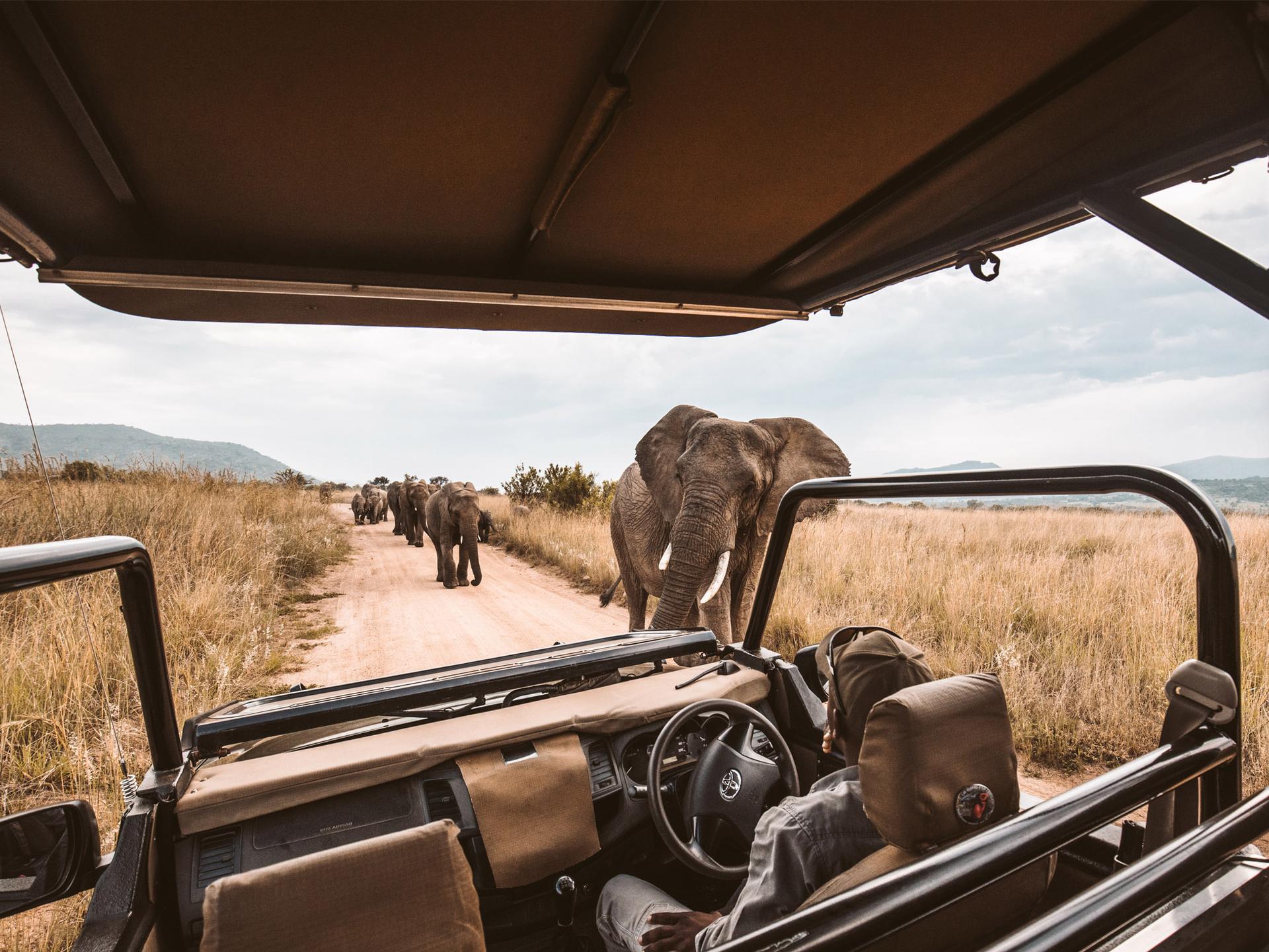 View of Wild Elephants from within Safari Vehicle