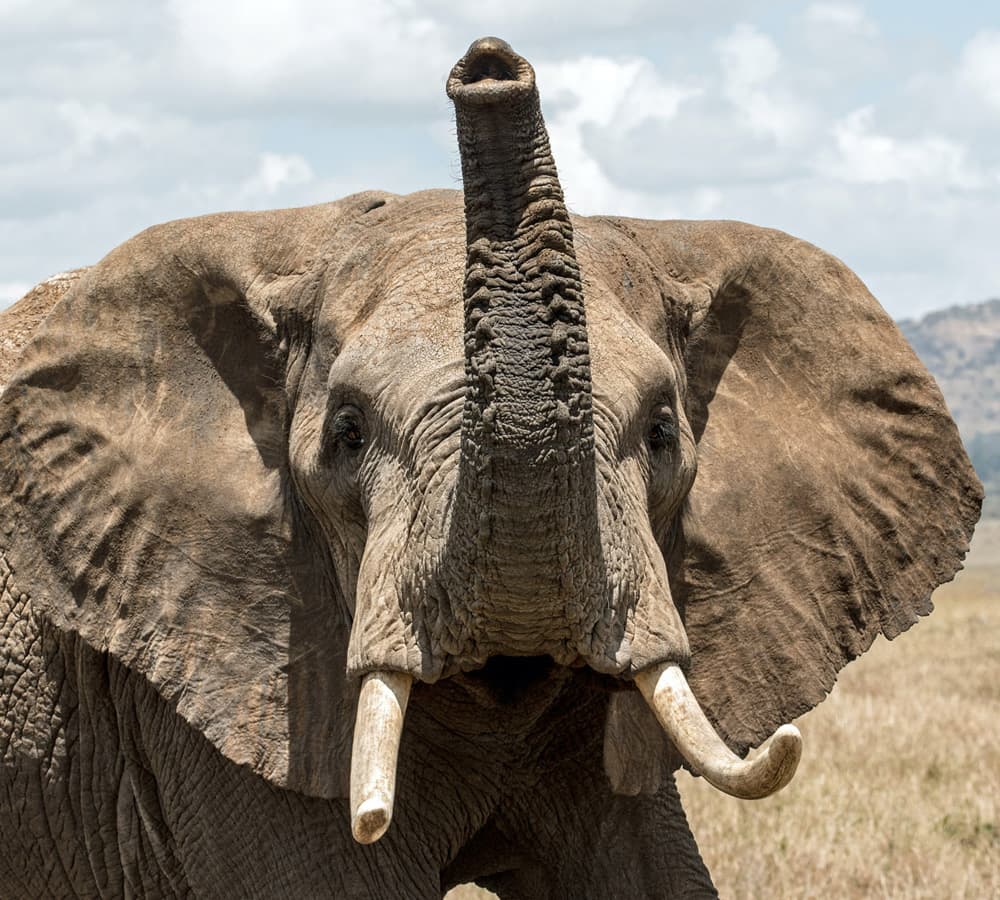 AMBOSELI Preview